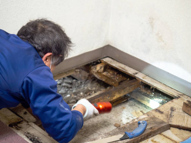 Best HVAC Mold Remediation in Country Clu, MO