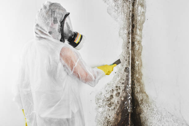 Best Health and Safety Mold Remediation in Country Clu, MO